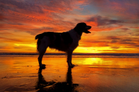 Nunzi---venice-beach-sunset---full-body-silouette----IMG_7848