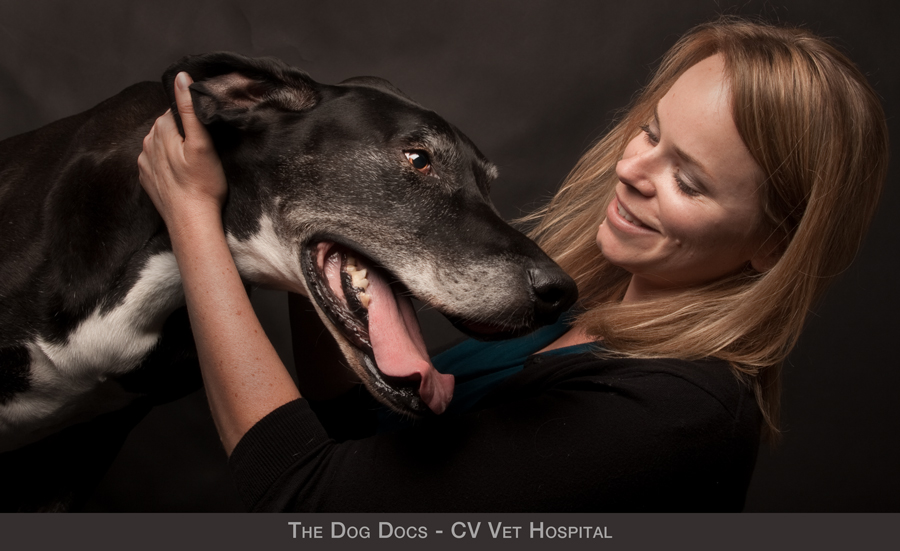 Dog Docs - veterinarians in hospital