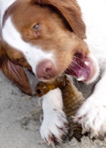 Enzo chewing, puppies