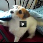 Jesse, terrier, puppy, dog picture
