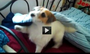 Jesse, terrier, puppy, dog picture