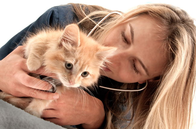 Los-Angeles-animal-rescue-veterinarian-of-Animal-Wellness-Foundation-examining-cat-for-adoption