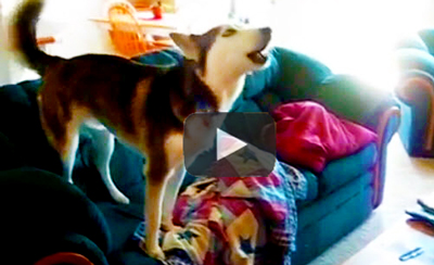 Funny-dog-video-of-husky-having-temper-tantrum