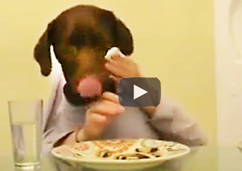 Funny-video-of-funny-dog-doing-human-tasks-dressing,driving,brush-teeth-2