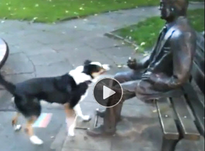 Funny-video-of-dog-trying-to-get-a-statue-to-play-fetch-the-stick