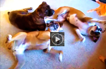 Funny-video-of-Playing-Dead-Tricks-by-Dog,-Cat,-Dolphin,-Hamster