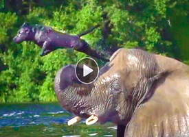 Funny-and-touching-video-of-best-friends,-an-elephant-&-dog,-playing-&-having-fun-in-a-rivern