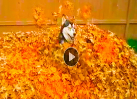 Funny-animal-video-of-crazy-Husky-dog-leaping-running-in-huge-pile-of-leaves,-pretending-it's-snow