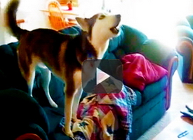 Funny-dog-video-of-husky-having-temper-tantrum