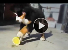Funny-dog-video-of-silly-puppies-nutty-reactions-to-their-first-fruit-encounter
