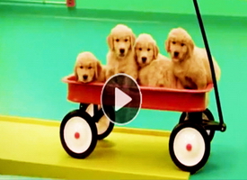 Funny-video-of-Rube-Goldberg-machine-made-with-dogs-toys