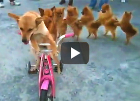 Video-of-dog-riding-bike-with-a-chorus-line-of-walking-dogs-behind-him