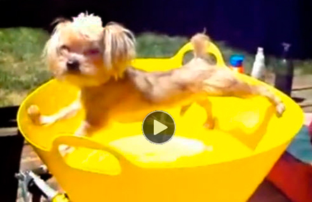 Funny-dog-video-compilation-showing-dogs-bad-behavior-to-avoid-taking-baths-they-hate