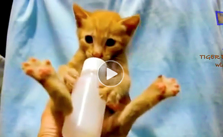 Best-top10-funny-video-of-dogs,-cats,-animals-looking-silly-while-eating