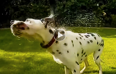 Funny-dog-video-compilation-showing-dogs-freaking out after-taking-baths