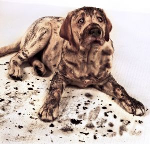 Carpet-One-dog-LR-adjust.jpg