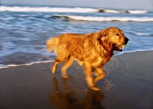 BeachGoldenRetreiver-PA260312.jpg