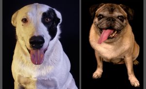 Bonza,-Pug-double.jpg