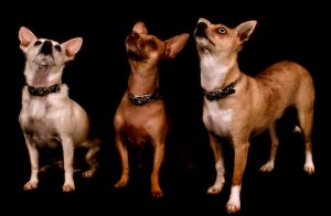 DogTrio-IMG_5225.jpg