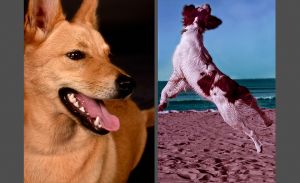 EnzoJumping,Mutt-double.jpg
