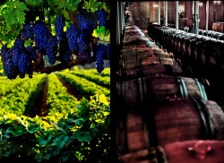 Double---vineyard-----wine-cellar