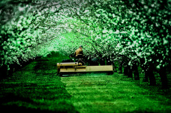 Almond-grove-mowing