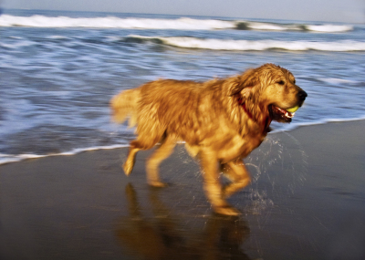 BeachGoldenRetreiver-PA260312