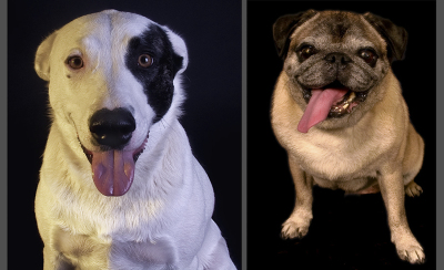 Bonza,-Pug-double