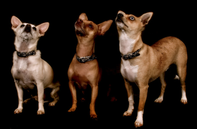 DogTrio-IMG_5225