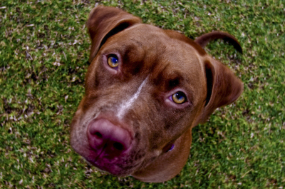 HoneyPit-PA290623