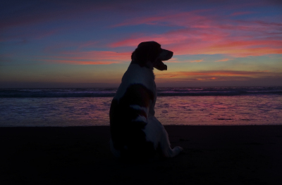 Nunzi---sunset-silouette,-sitting,-torso---IMG_4767