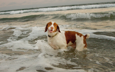 Nunzi---swimming-in-ocean---late----_MG_0100