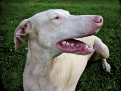 White-Doberman-PA180205