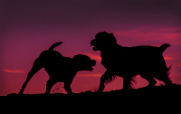 Nunzi playing w dog atop sand berm - sunset silhouette venice - _MG_1377