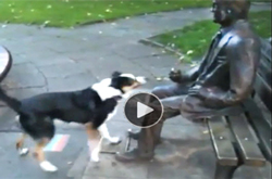 Funny-video-of-dog-trying-to-get-a-statue-to-play-fetch-the-stick