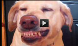 funny animal video of dog showing guilty facial expressions after being confronted for bad treat stealing
