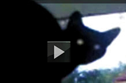 Video of cat barking like dog
