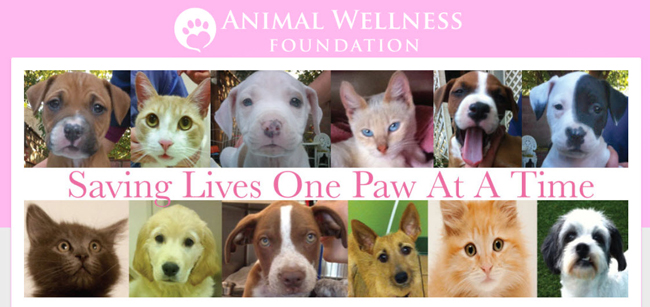 Los-Angeles-animal-rescue-group-showing-pets-ready-for-adoption-at-Animal-Wellness-Foundation-in-LA