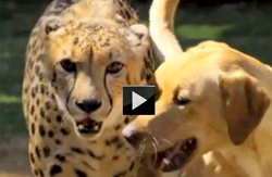 Funny dog video playing with cougar-of-animal-odd-couples-demonstrating-cross-species-relationships-showing-cougar-with-dog-t