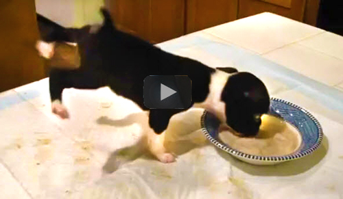 Funny Animal Videos- video of puppy flipping over and into his food