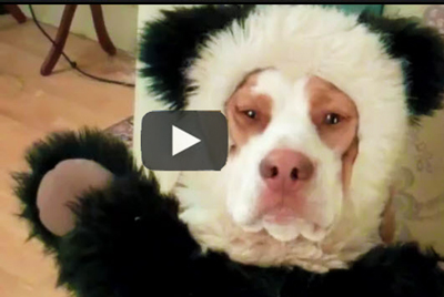 The-Ultimate-Dog-Shaming-video,-funny-antics-by-a-beagle