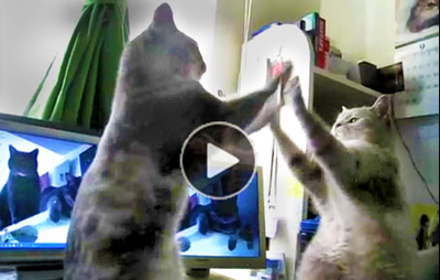 Funny-cat-video-of-cats-playing-patty-cake,-talking-and--humorous-arguing