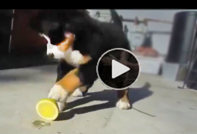 Funny Dog Video | silly puppies funny reactions to first citrus
