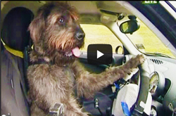 Driving-dogs---video-still-in-car-steering-wheel-with-paws