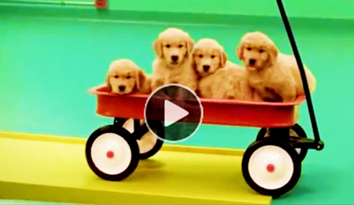Funny-video-of-Rube-Goldberg-machine-made-with-dogs-&-toys