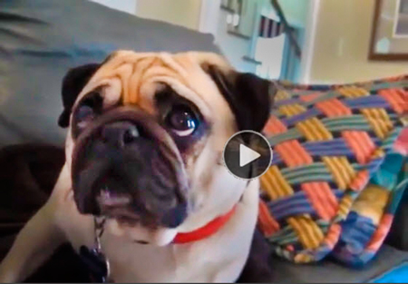 Funny Dog Video | ultimate guilty dog compilation