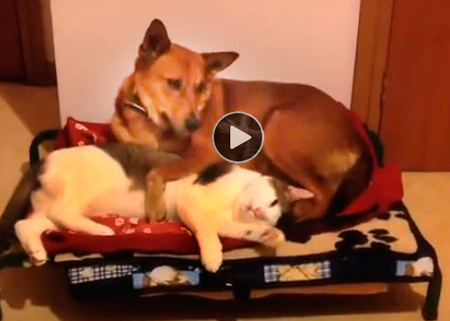 Funny-video-of-cats-stealing-dog's-beds,-funny-video-for-kids