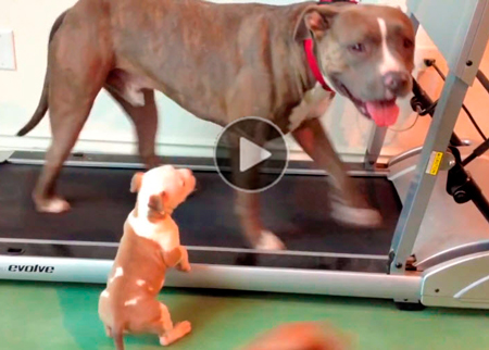 Funny-dog-video-of-puppy-trying-to-join-his-mother-on-a-treadmill,-inspiring-and-touching,-for-kids--