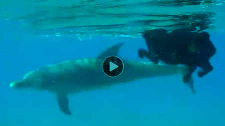 Video-of-dog-who-swims-with-dolphins