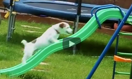 a-funny-compilation-video-of-venice-dogs-failing-at-playing-catching-pratfalls